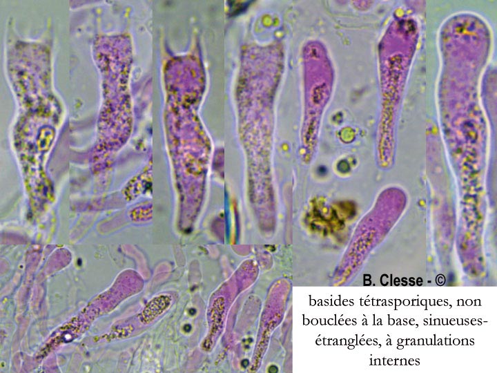 Hyphodermella corrugata