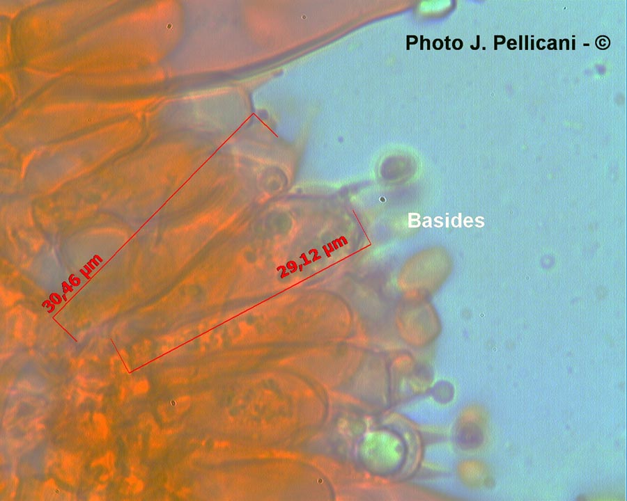 Inocybe fuscidula