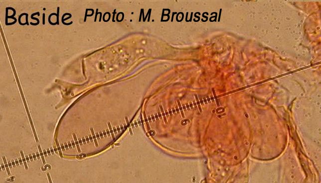 Inocybe gymnocarpa