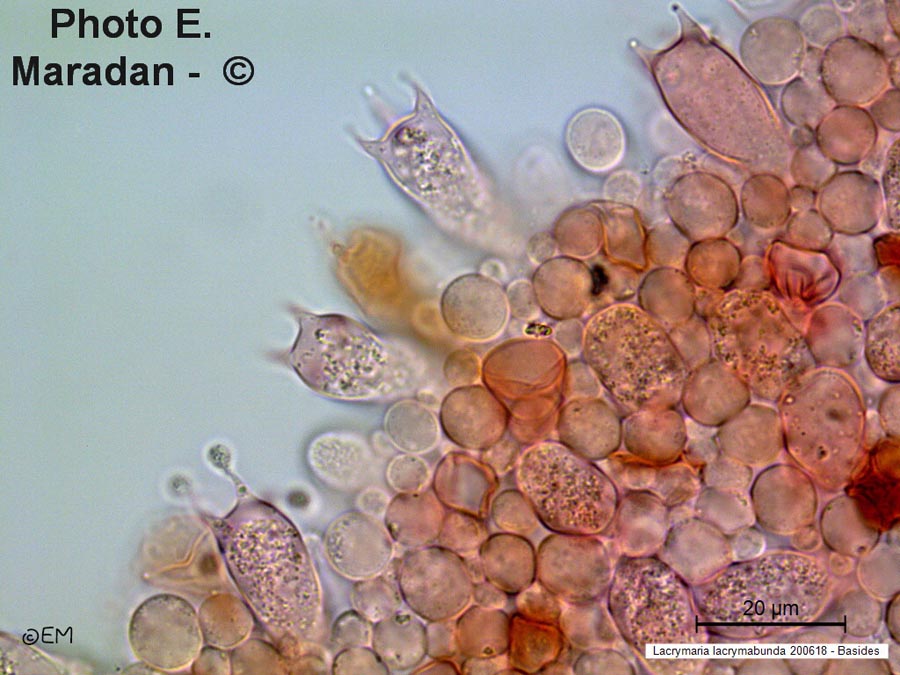 Lacrymaria lacrymabunda (Psathyrella velutina, Psathyrella lacrymabunda)