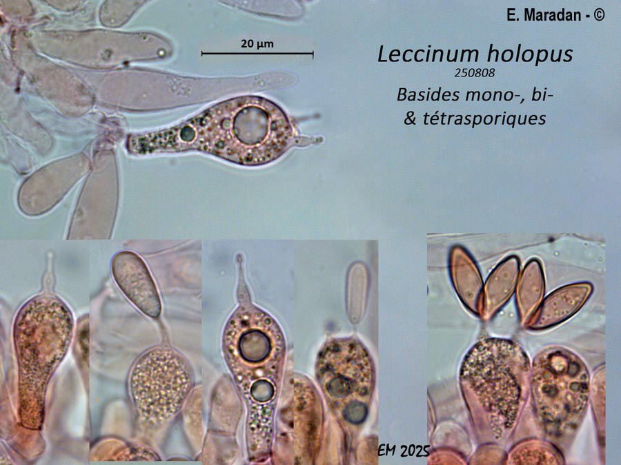 Leccinum holopus
