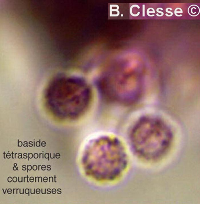 Litschauerella clematidis