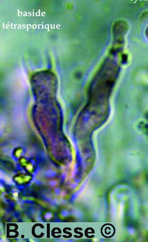 Lyomyces sambuci