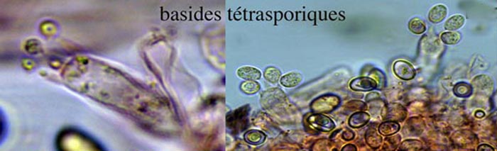 Meottomyces dissimulans (Phaeogalera dissimulans)