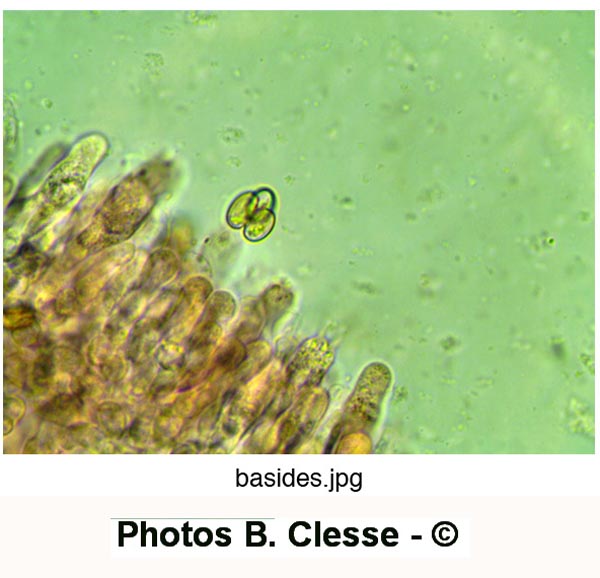 Meottomyces dissimulans (Phaeogalera dissimulans)