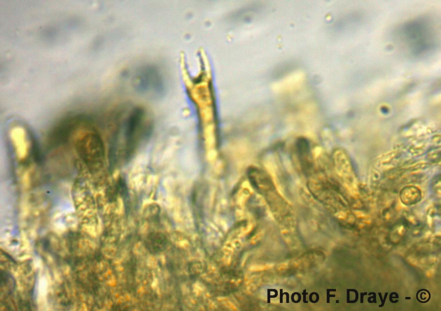 Meruliopsis corium