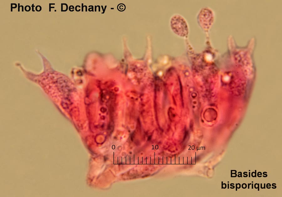 Mycena alba (Phloeomana alba)