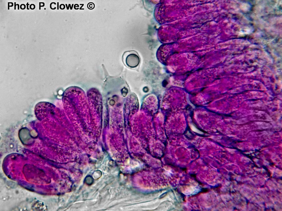 Mycena corynephora