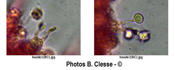 Mycenella trachyspora