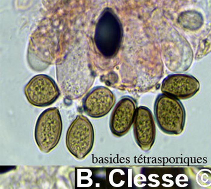 Panaeolus papilionaceus (Panaeolus sphinctrinus)