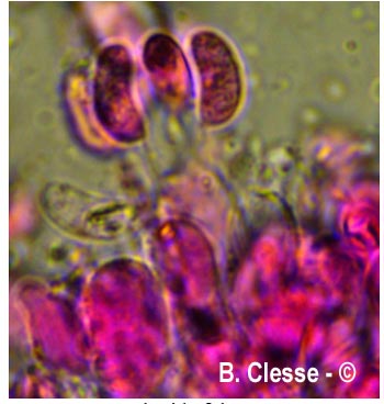 Peniophorella pallida (Hyphoderma pallidum)