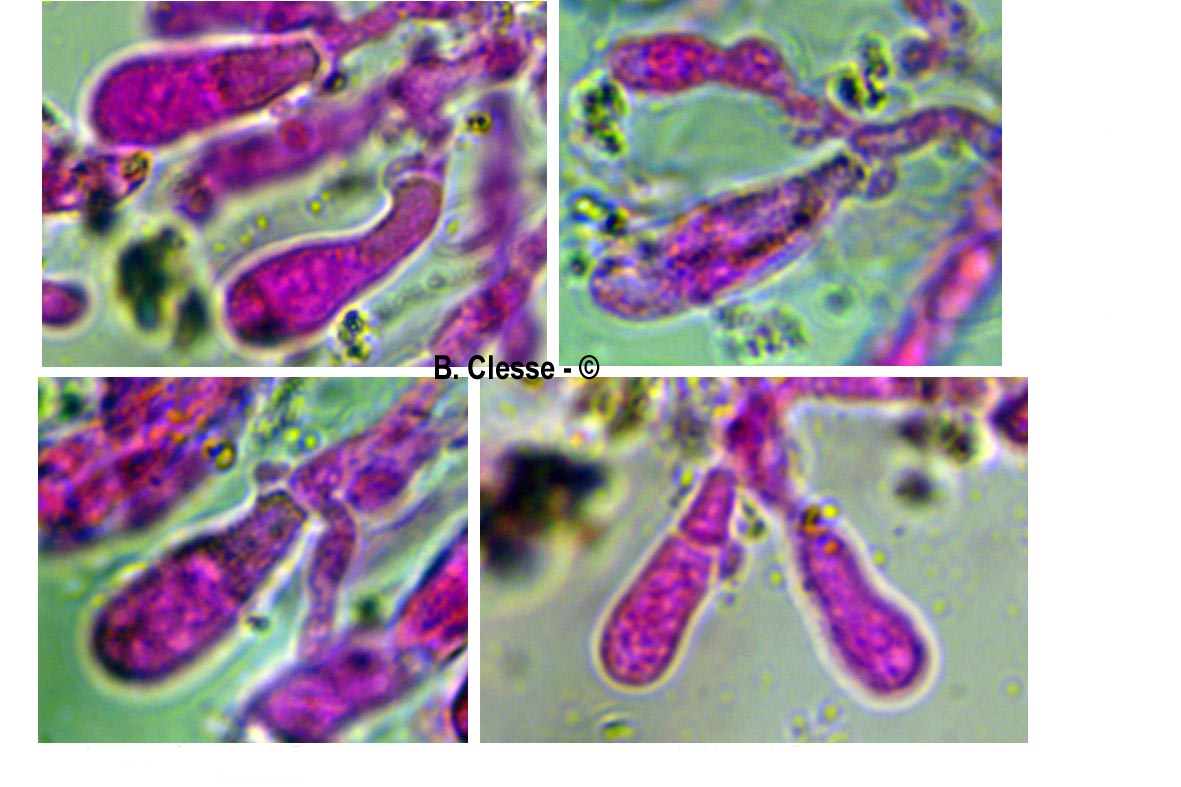 Peniophorella pallida (Hyphoderma pallidum)