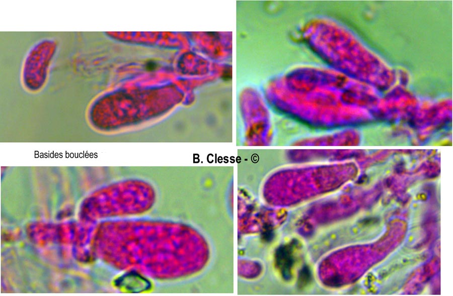 Peniophorella pallida (Hyphoderma pallidum)