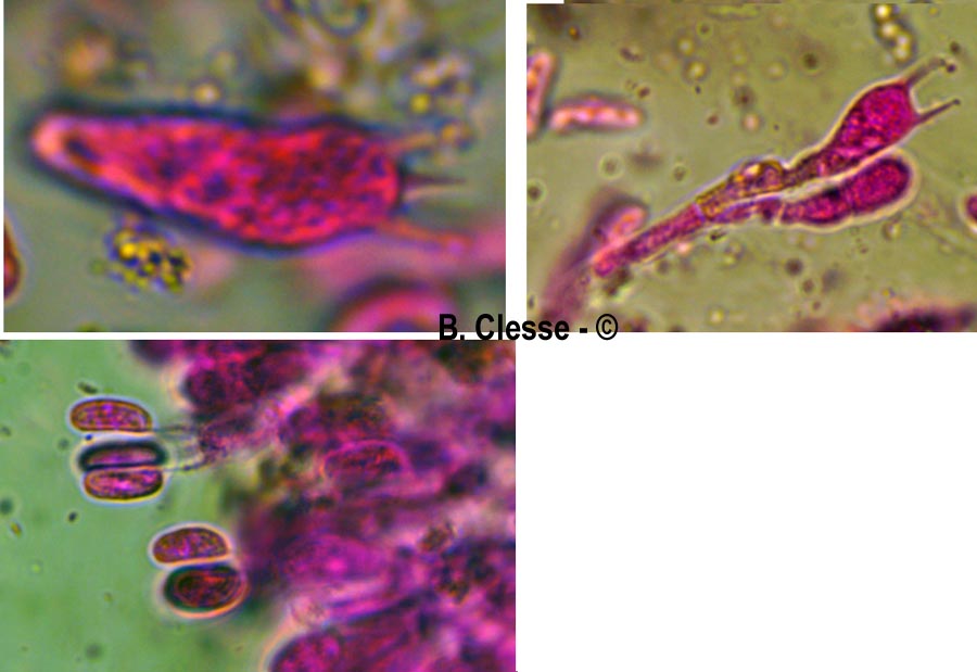 Peniophorella pallida (Hyphoderma pallidum)
