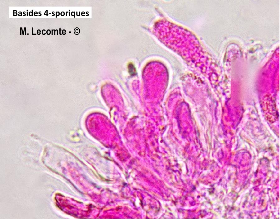 Peniophorella pallida (Hyphoderma pallidum)