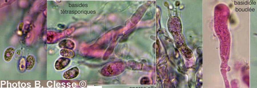 Peniophorella praetermissa (Hyphoderma praetermissum)