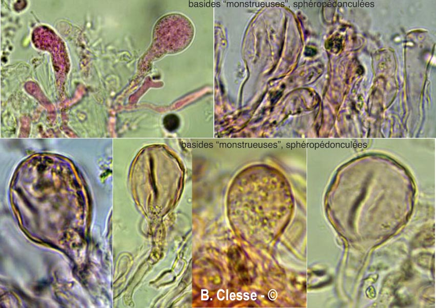 Peniophorella praetermissa (Hyphoderma praetermissum)