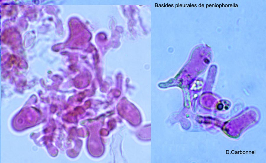 Peniophorella praetermissa