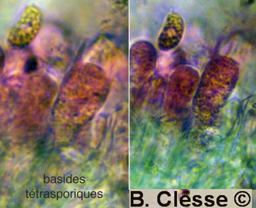 Peniophorella pubera