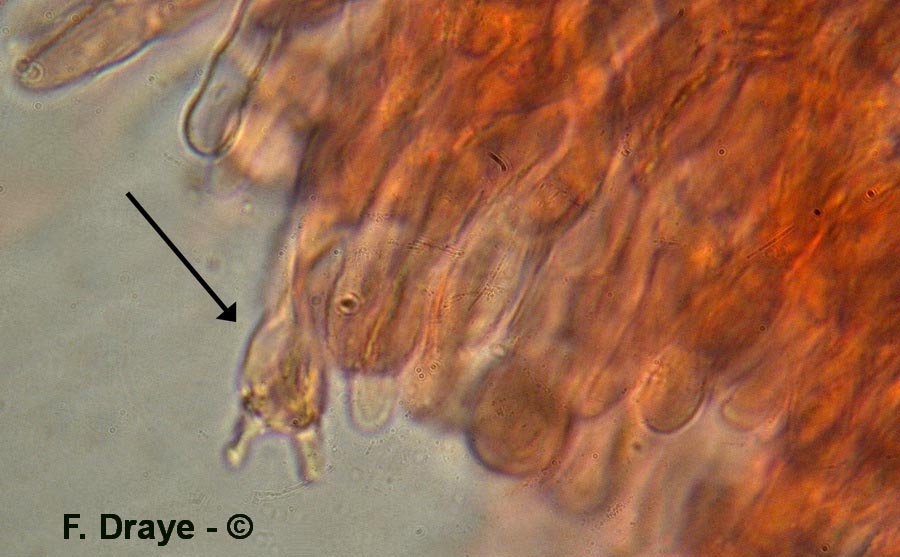 Phanerochaete calotrichia