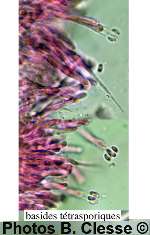 Phlebia livida