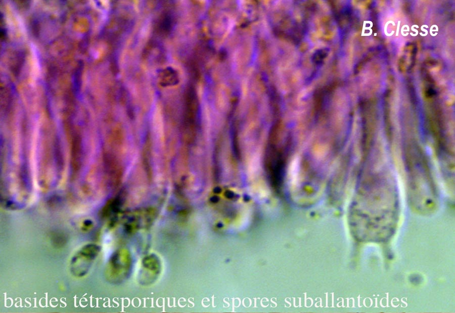 Phlebia rufa