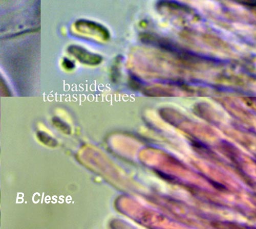 Phlebia rufa