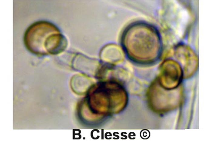 Phleogena faginea