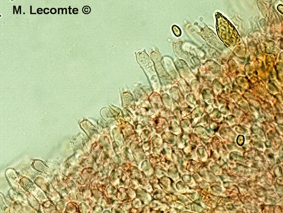 Pholiota alnicola