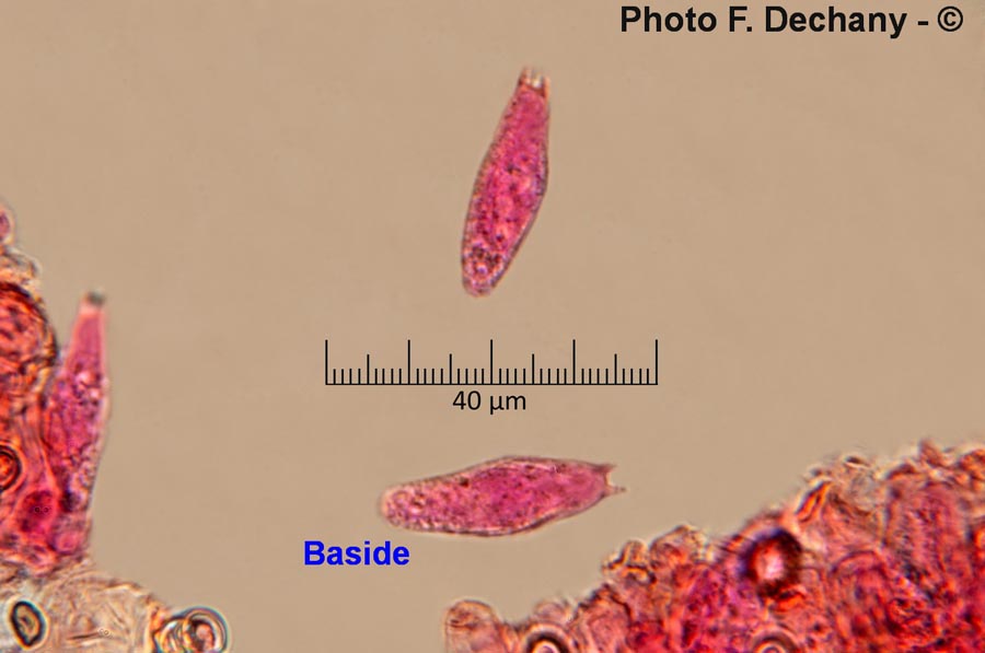 Tremella mesenterica