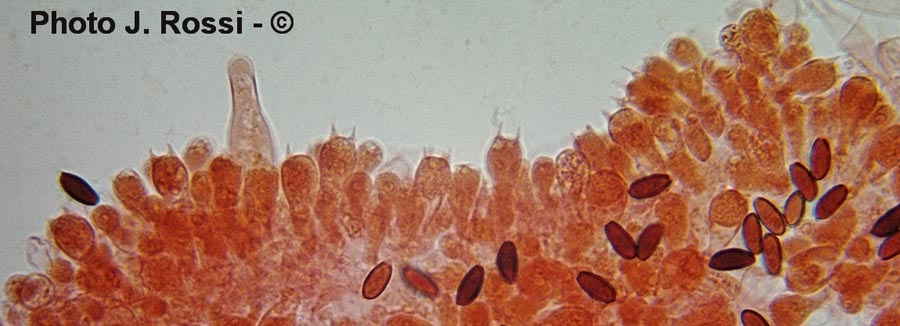 Psathyrella candolleana