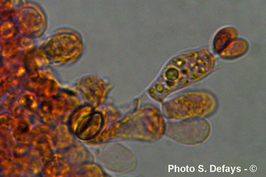 Psathyrella candolleana