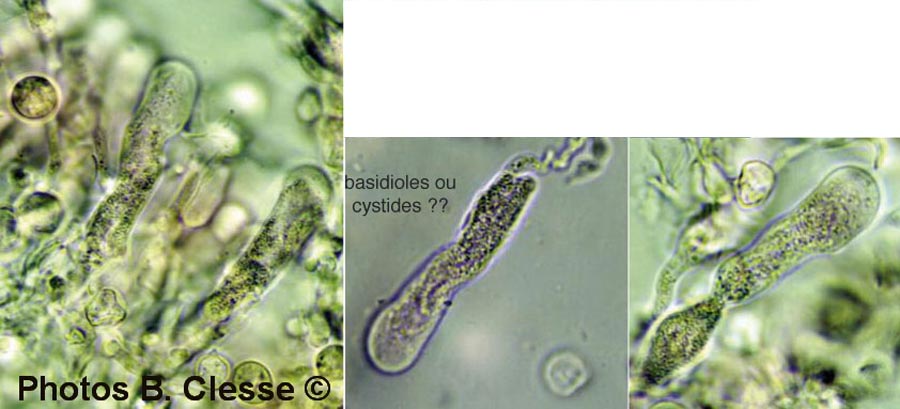 Radulomyces rickii