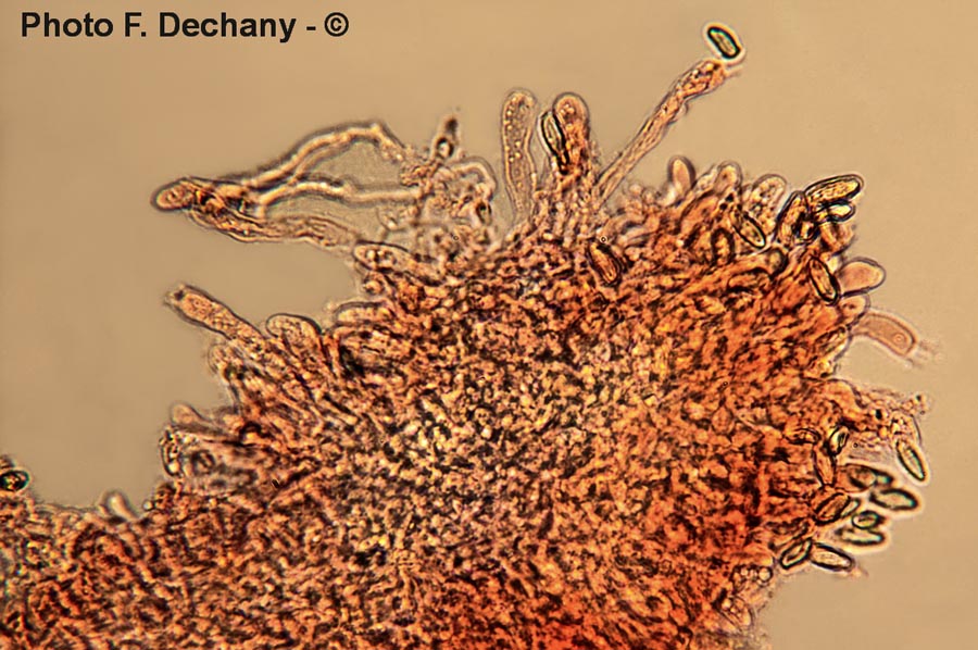 Ramaria botrytis