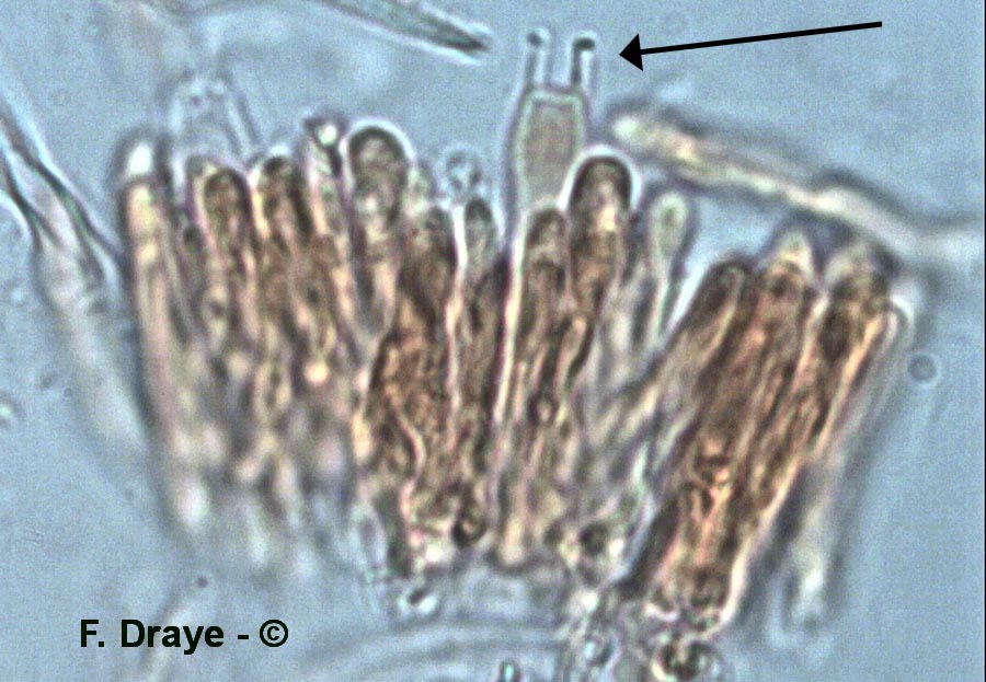 Schizophyllum commune