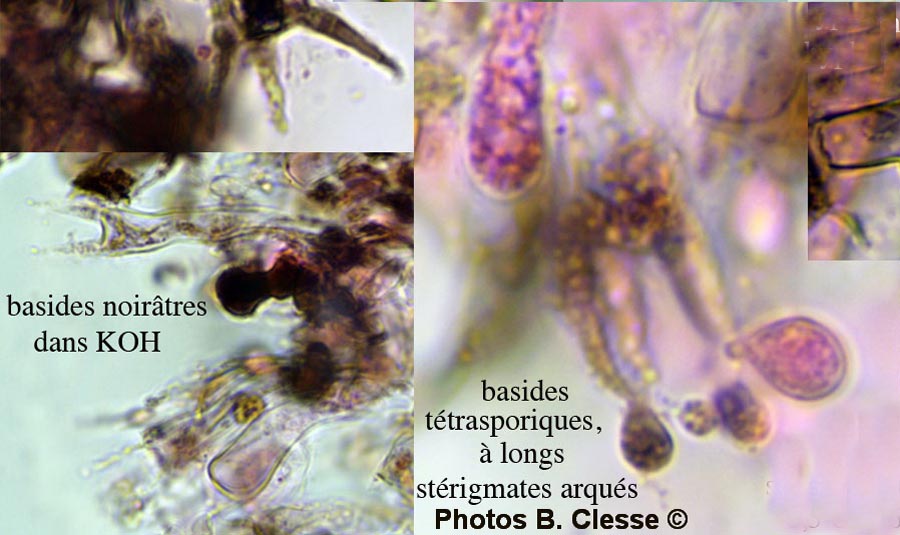 Scotomyces subviolaceus (Hydrabasidium subviolaceum)