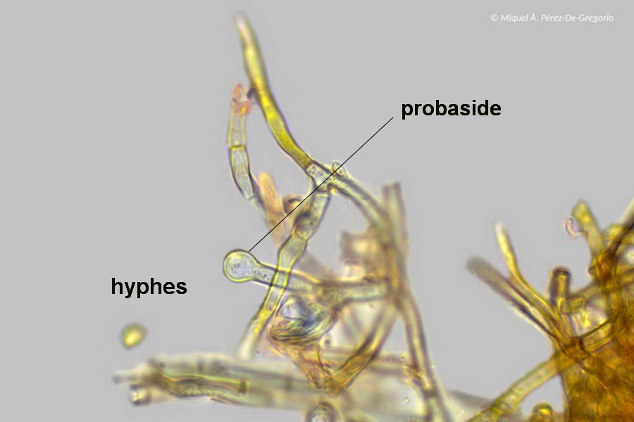 Septobasidium quercinum