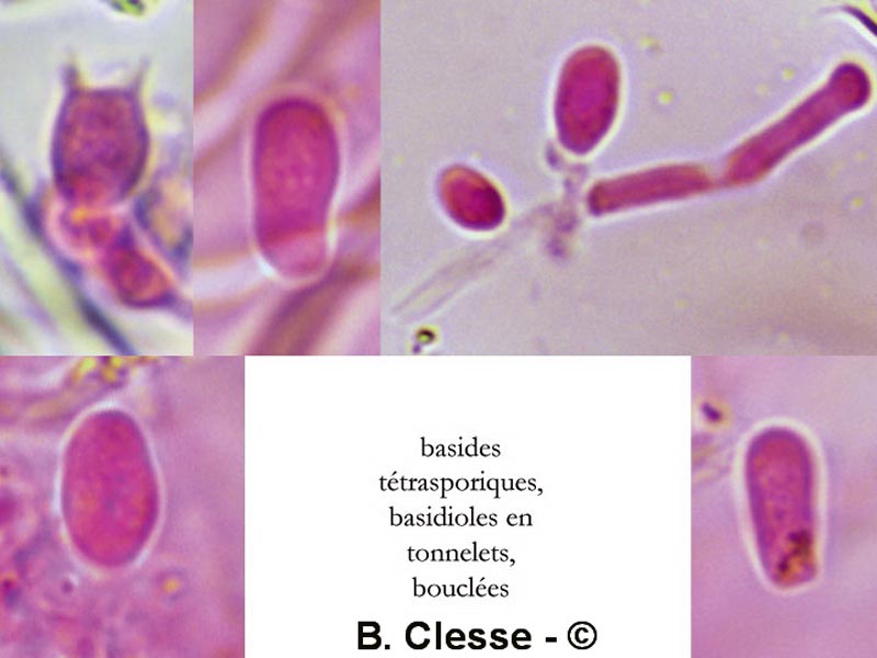 Sidera lenis (Cinereomyces lenis)