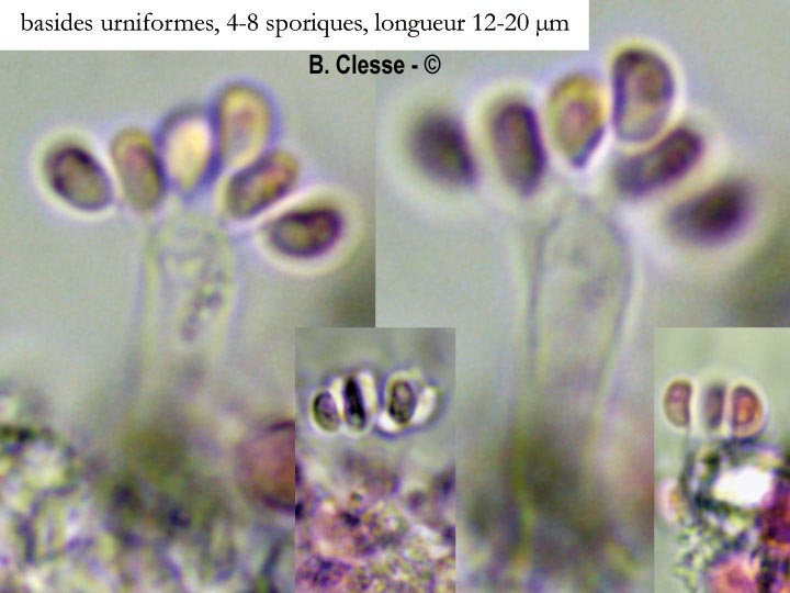 Sistotrema brinkmannii