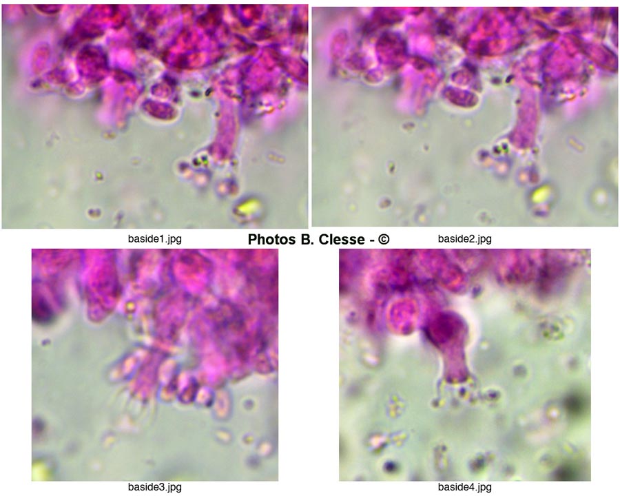 Sistotrema porulosum