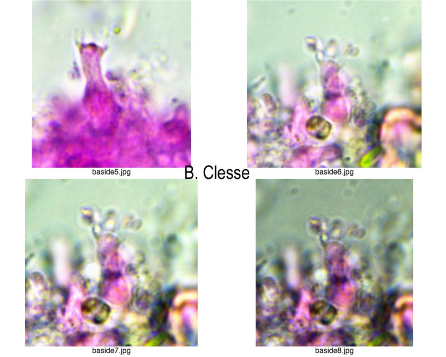 Sistotrema porulosum