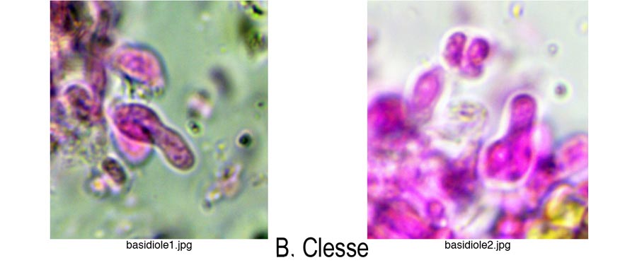 Sistotrema porulosum