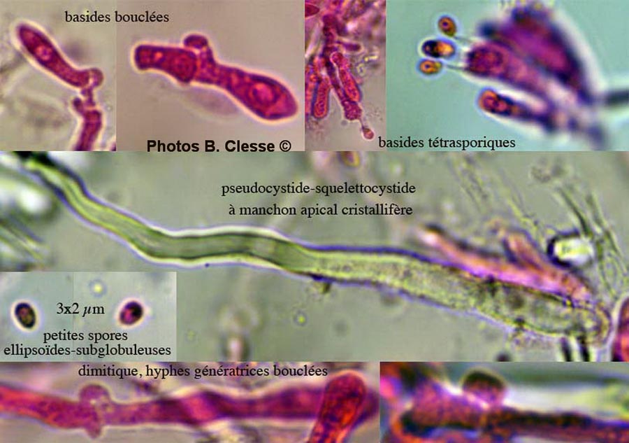 Steccherinum ochraceum