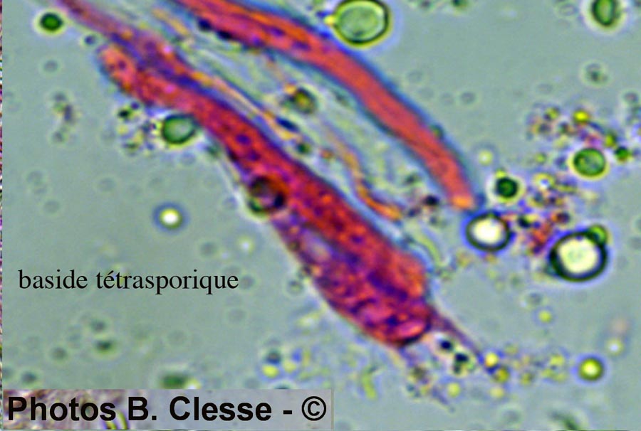 Stereum rugosum