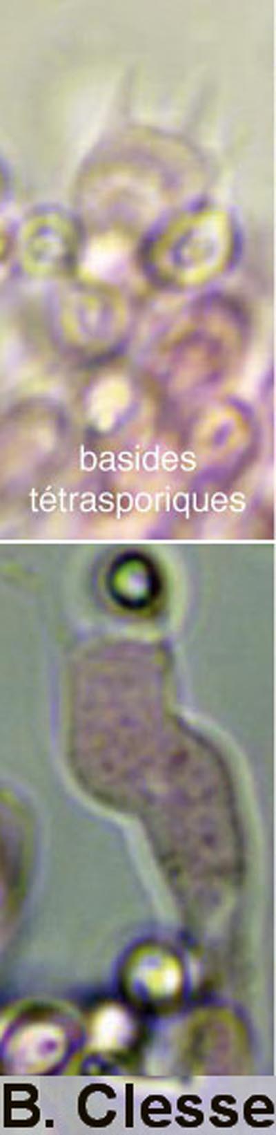 Trechispora cohaerens