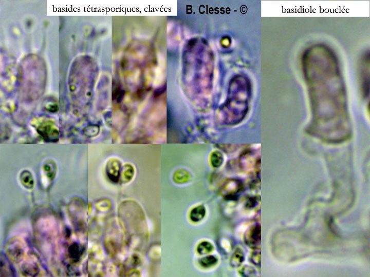 Trechispora kavinioides