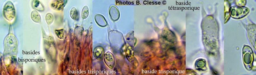 Tubaria furfuracea