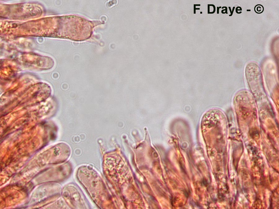 Tubaria hiemalis var. major