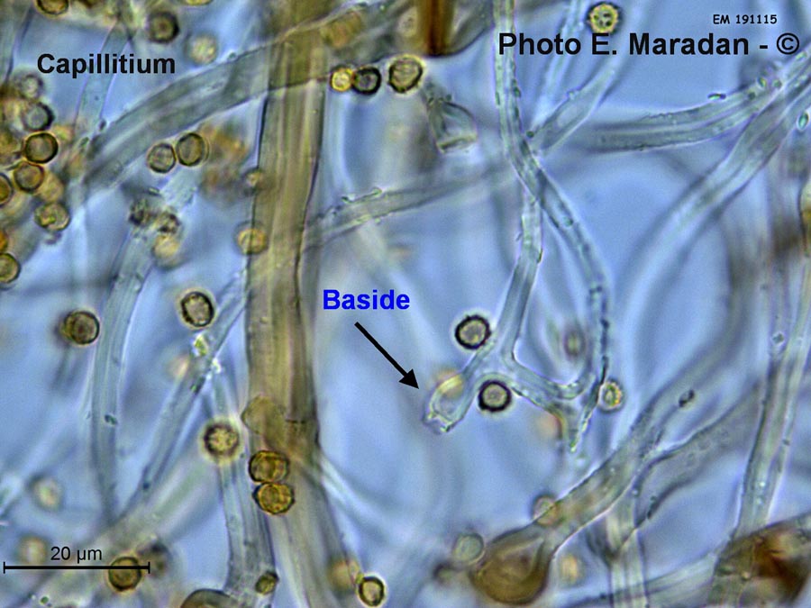 Tulostoma brumale