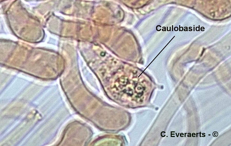 Xerocomus porosporus